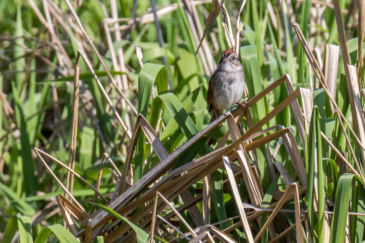 Swamp Sparrow - Michele Morningstar