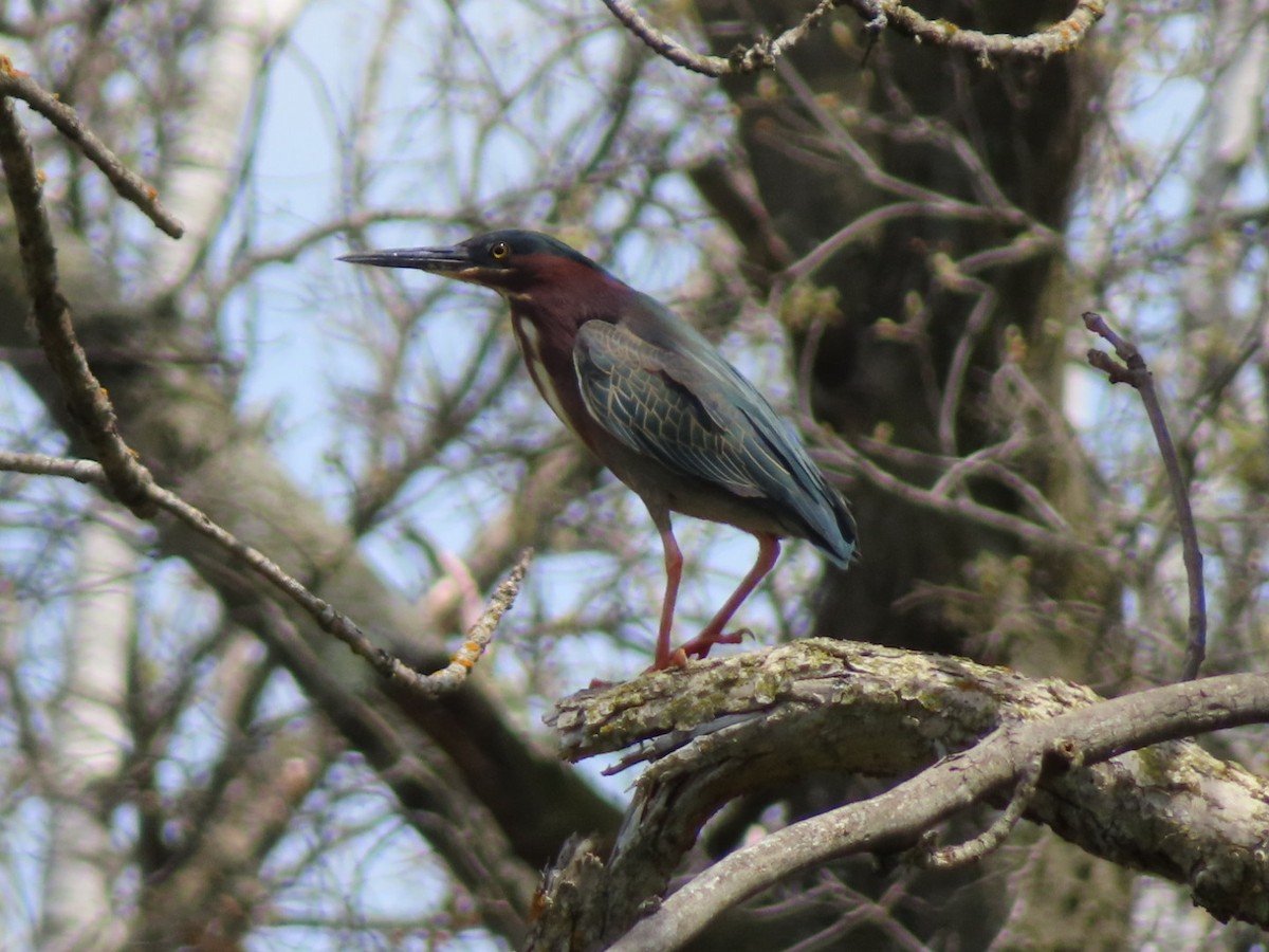 Green Heron - Fred Dike