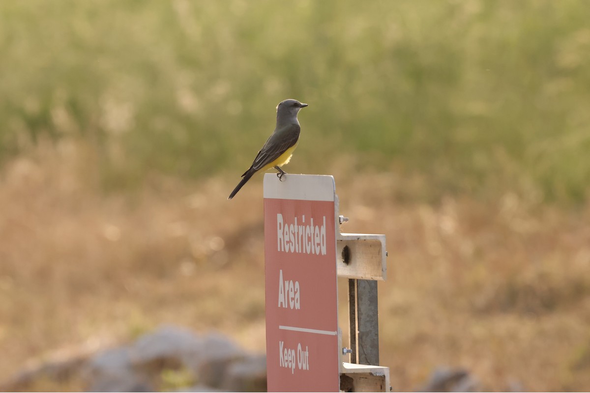 Western Kingbird - Michael Gallo