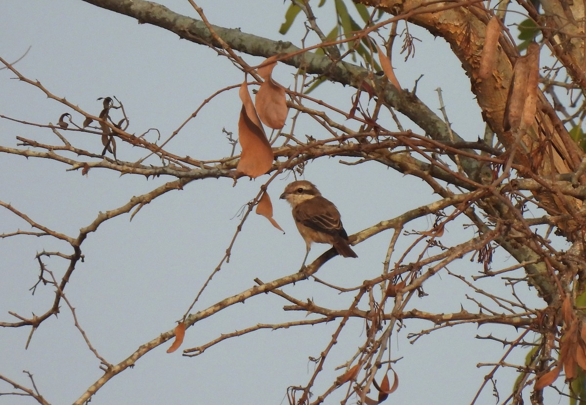 Brown Shrike - ML618317598