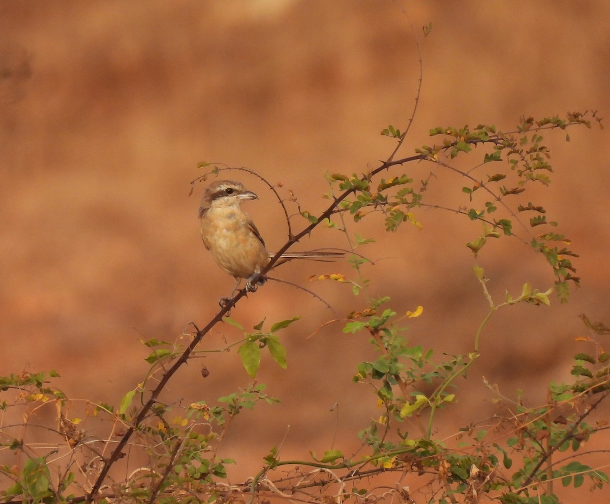 Brown Shrike - Sahana M