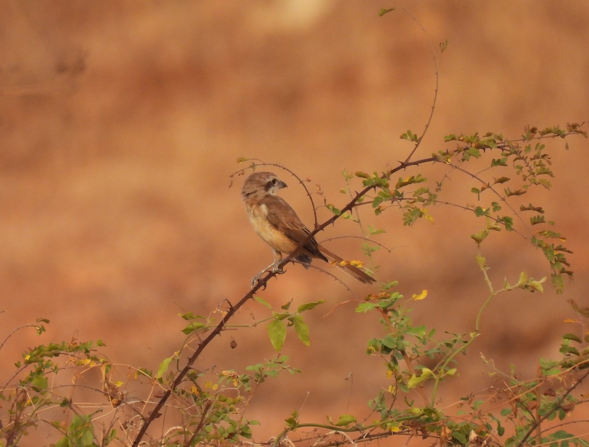 Brown Shrike - ML618317606