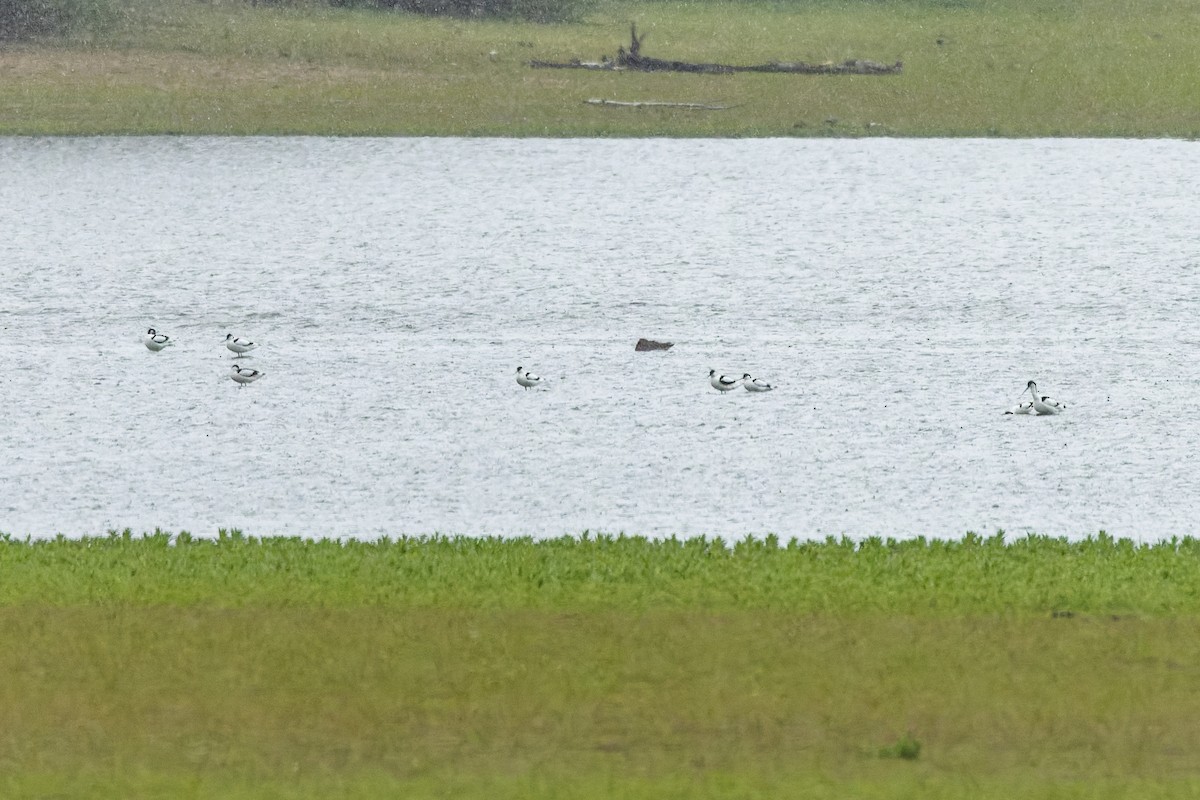 Pied Avocet - ML618317611