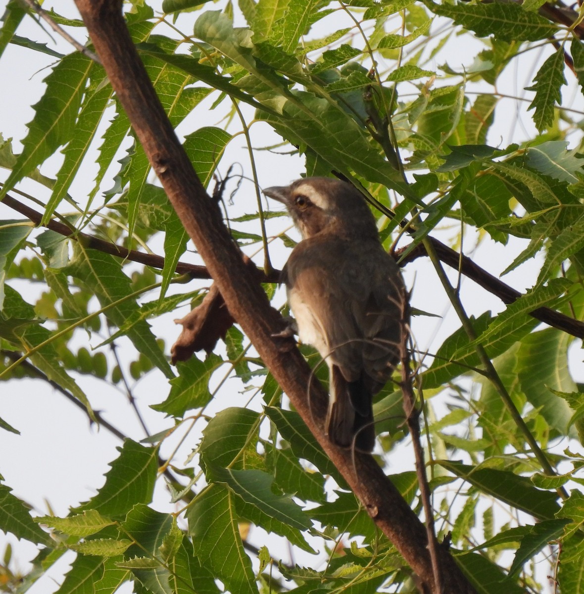 Common Woodshrike - ML618317616