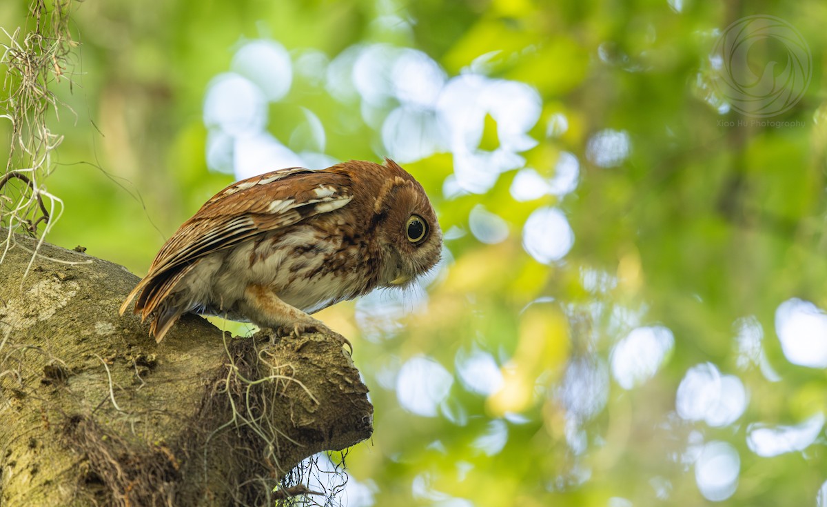 Eastern Screech-Owl - Optik Birb