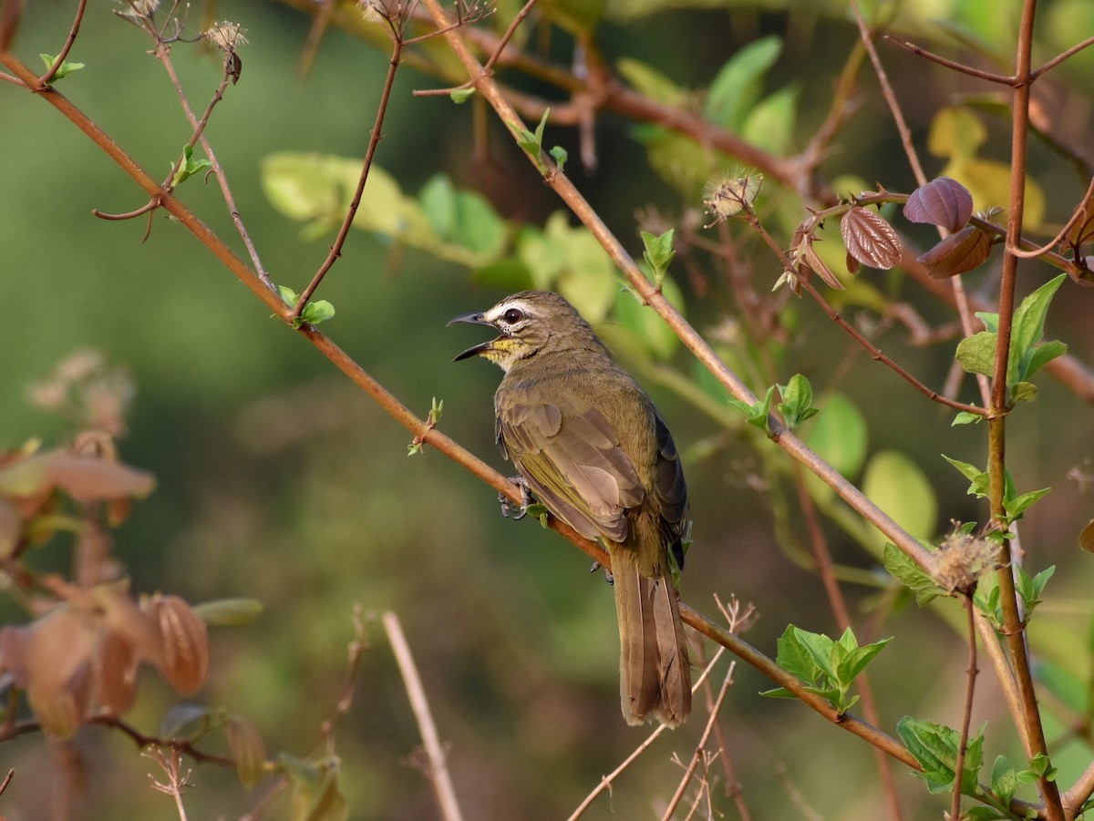 White-browed Bulbul - ML618317663