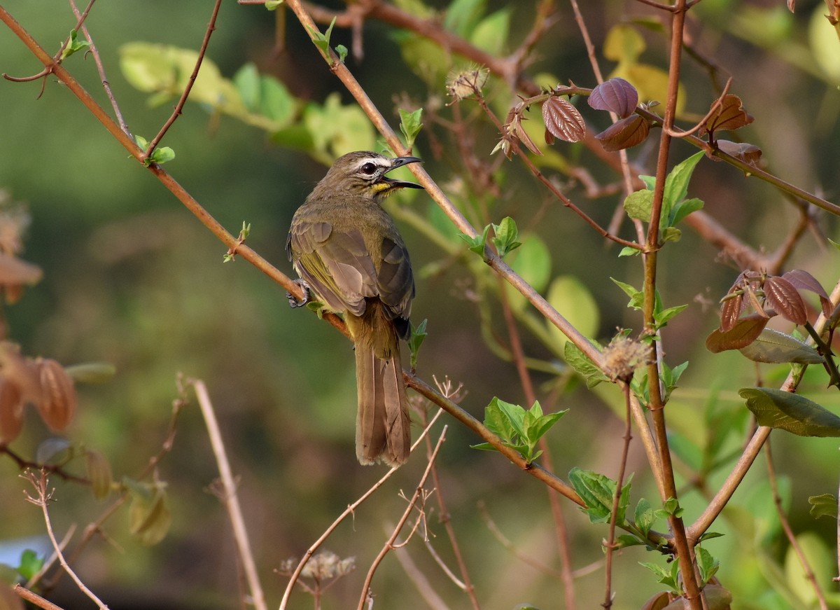 White-browed Bulbul - ML618317664