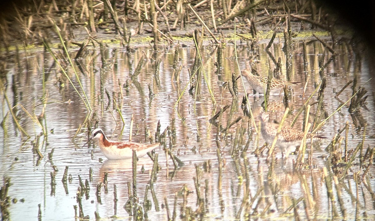 Wilson's Phalarope - ML618317677