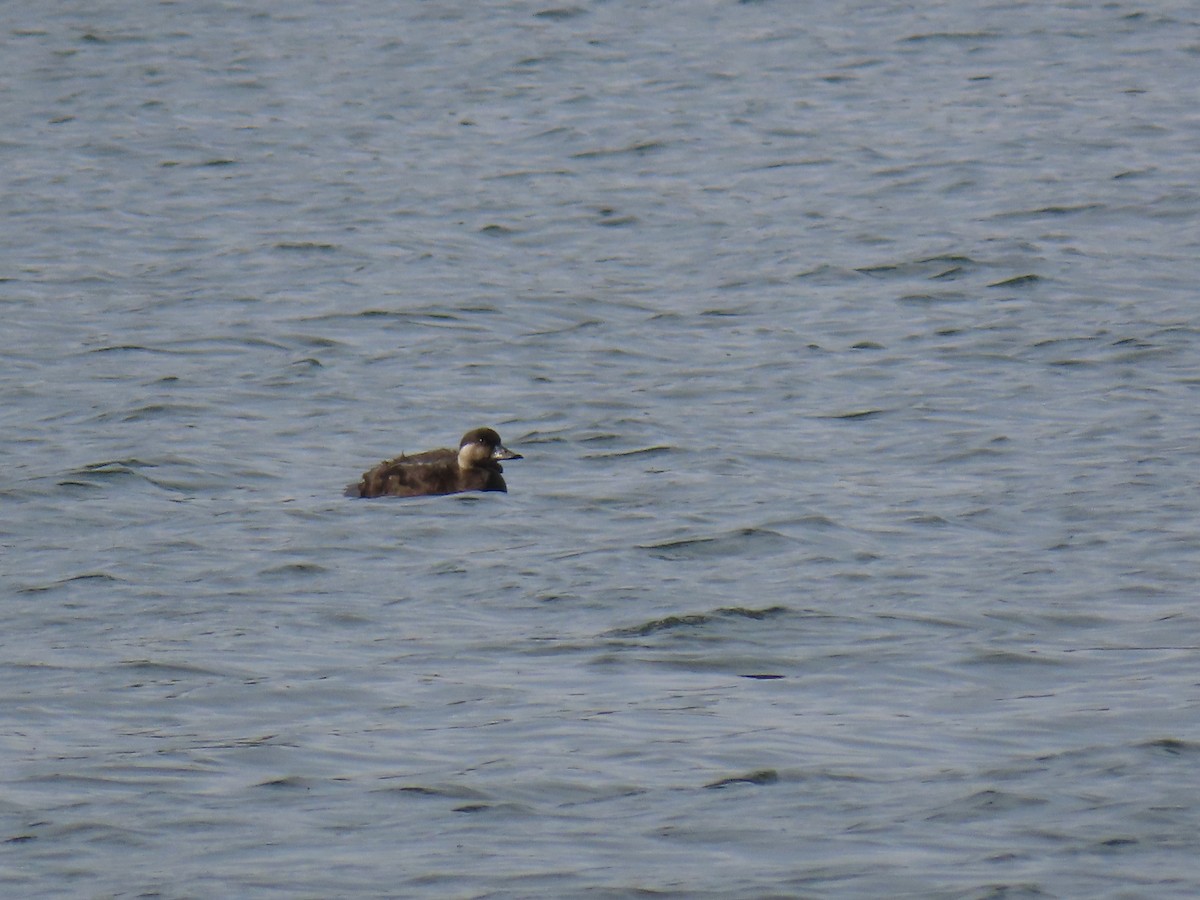 Common Scoter - ML618317704