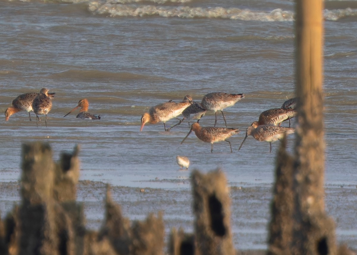 Asian Dowitcher - Ayuwat Jearwattanakanok