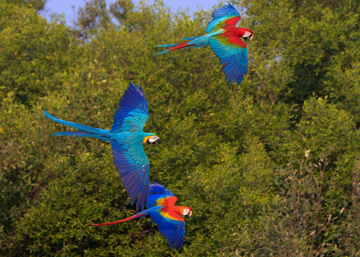 Red-and-green Macaw - Ayuwat Jearwattanakanok