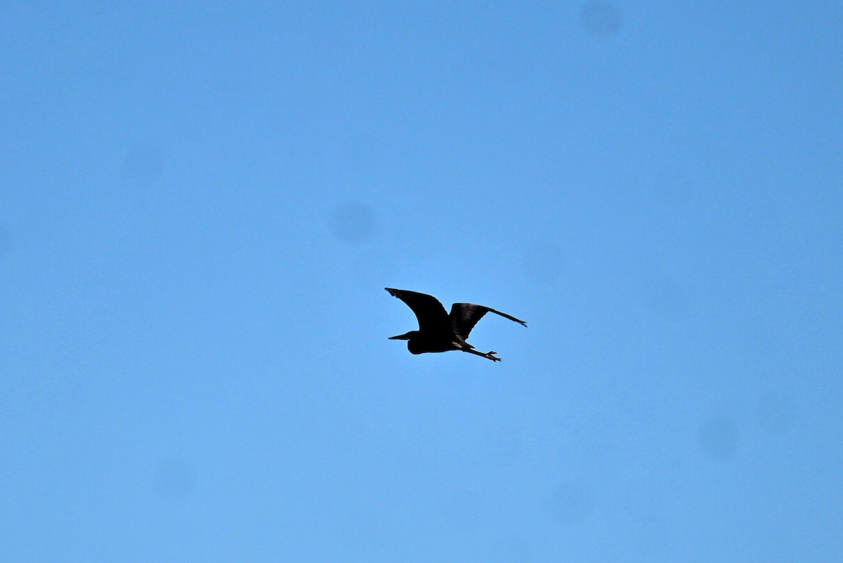 Great Blue Heron - ML618317787