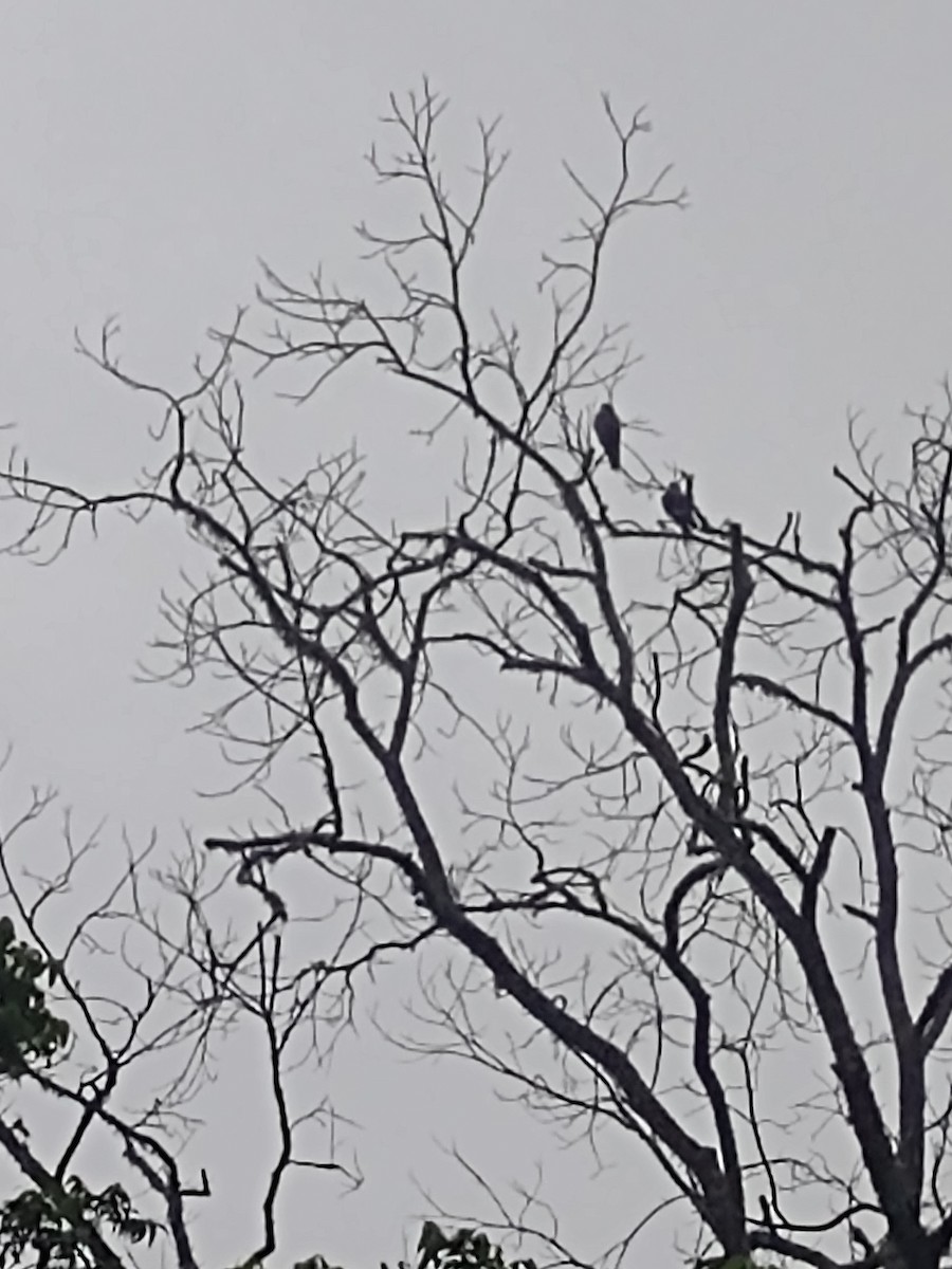 Mississippi Kite - ML618317811