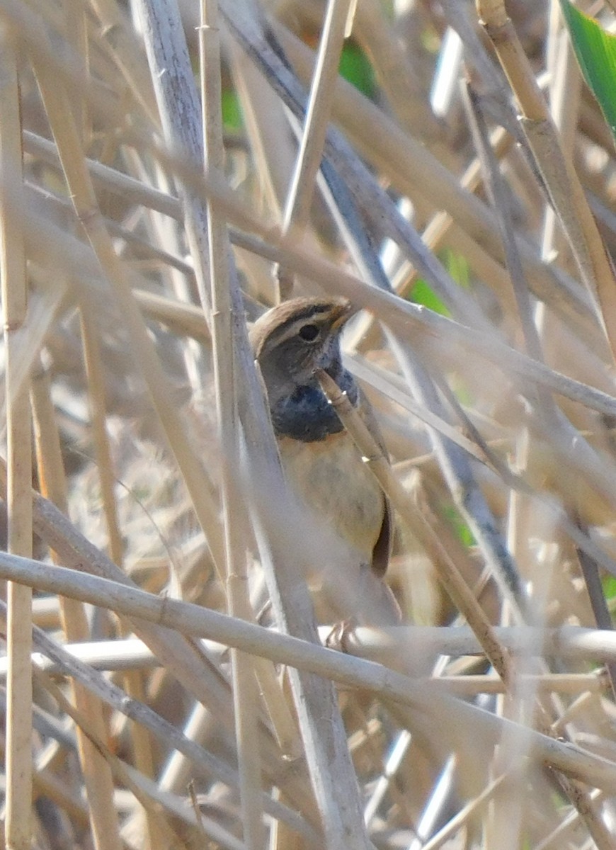 Bluethroat - ML618317820