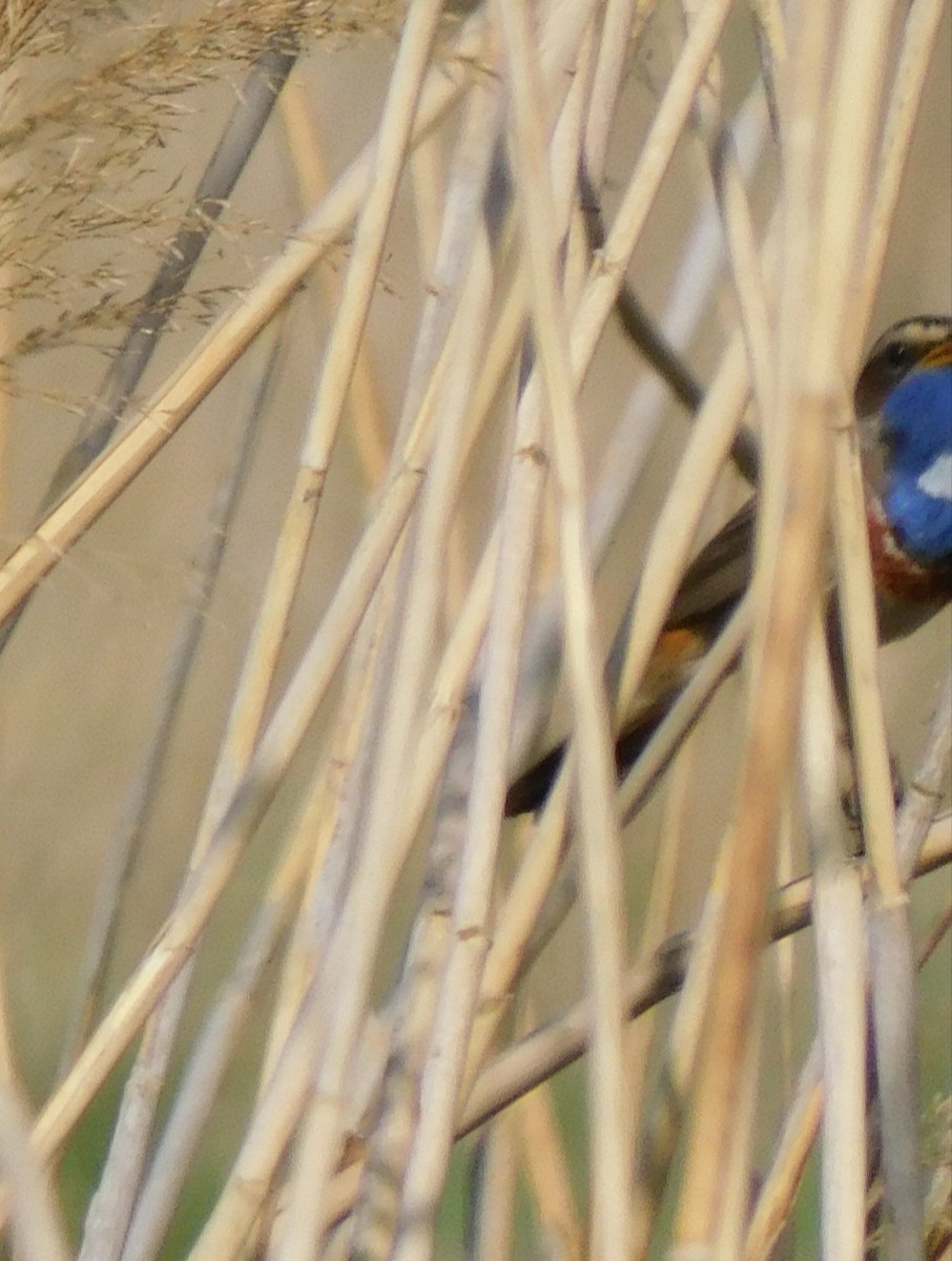 Bluethroat - ML618317822