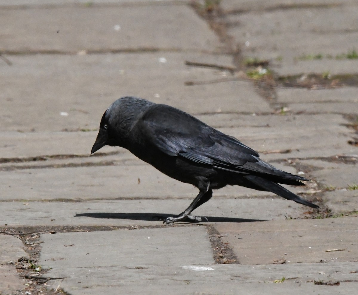 Eurasian Jackdaw - ML618317870