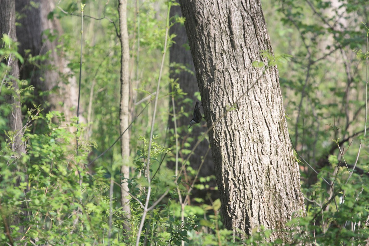 White-breasted Nuthatch - Jake Kron