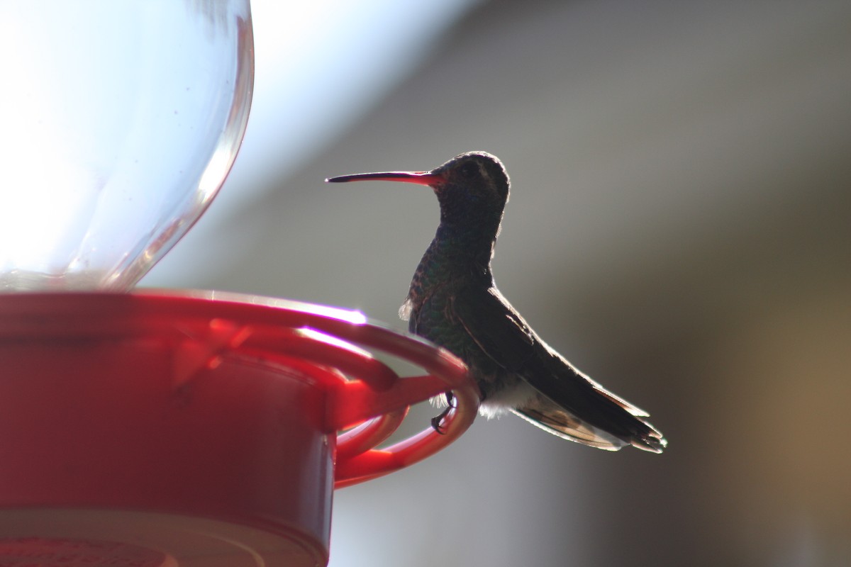 Broad-billed Hummingbird - Andrew Coker