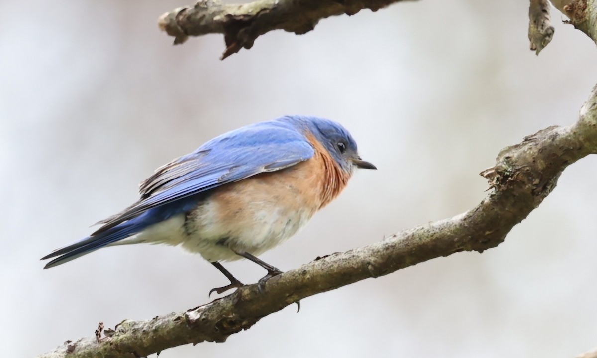 Eastern Bluebird - David Funke