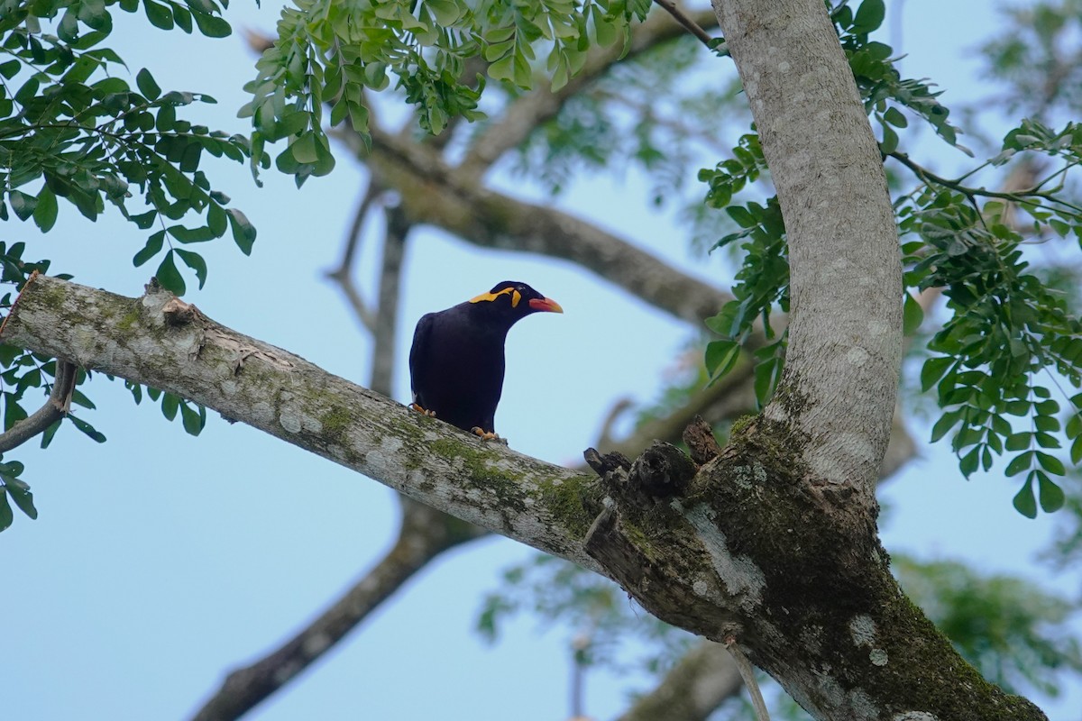 Common Hill Myna - Lucas Koh