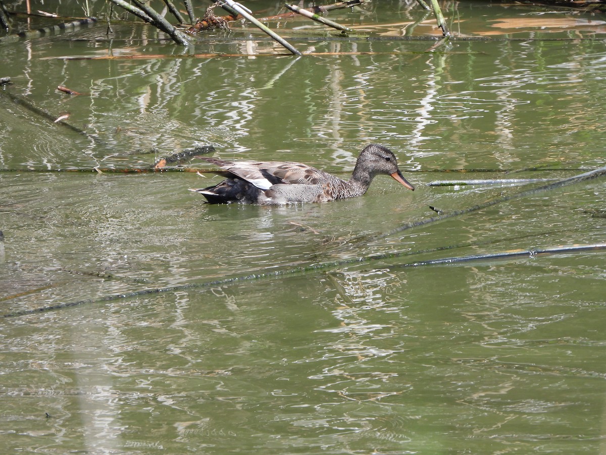 Gadwall - ML618317999