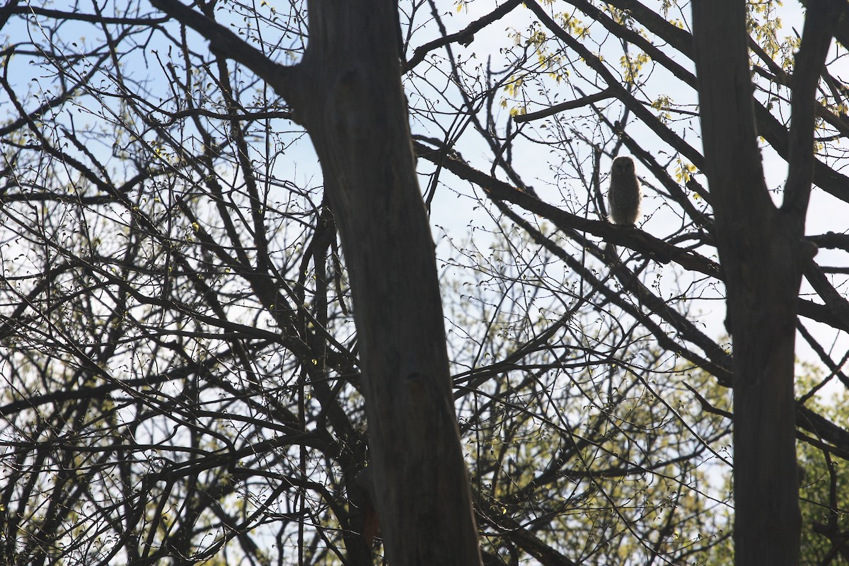 Barred Owl - Jake Kron