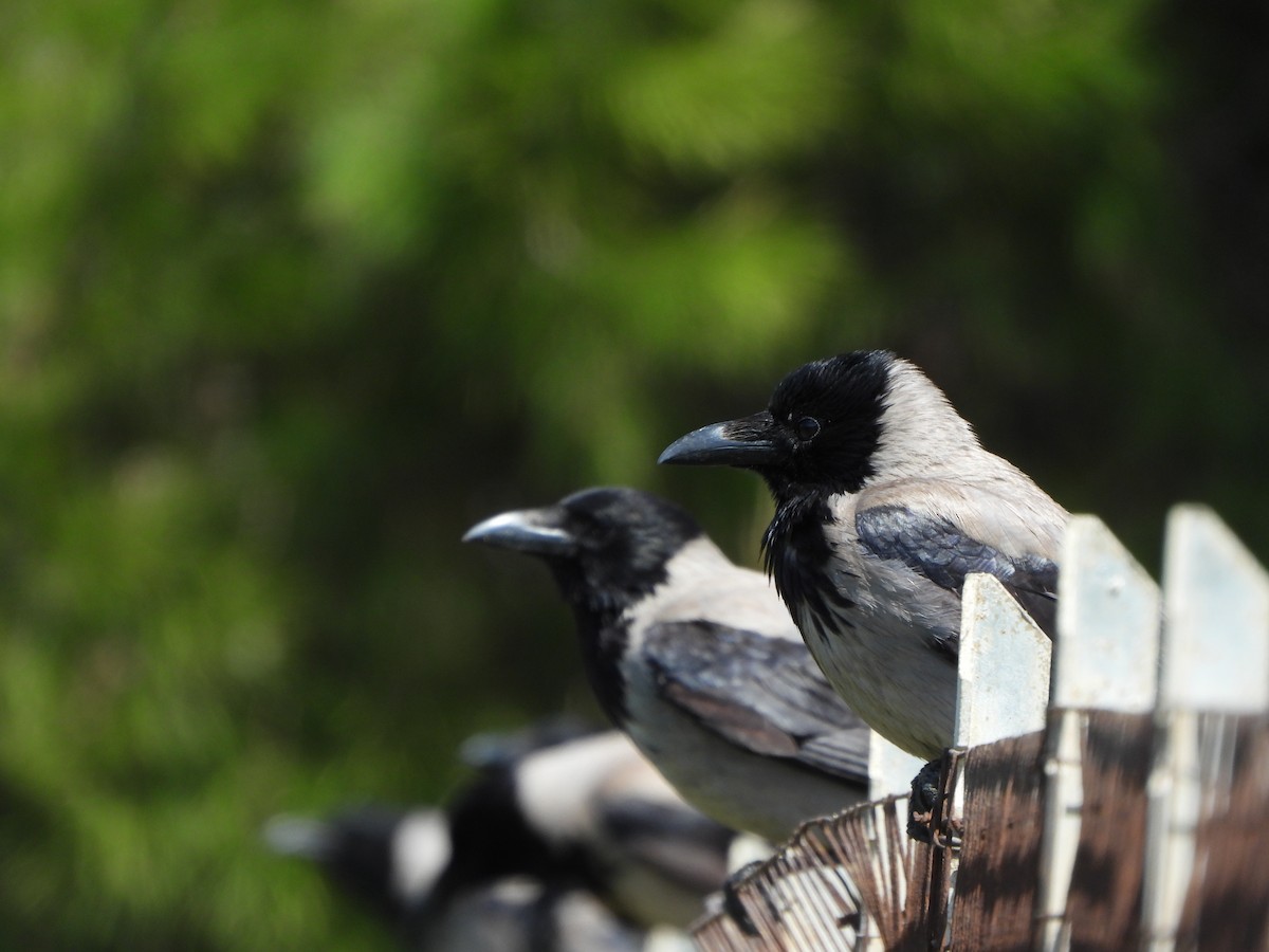 Hooded Crow - Haydee Huwel