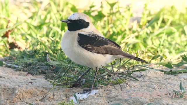 Western Black-eared Wheatear - ML618318046