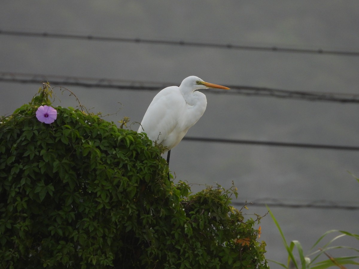 Great Egret - ML618318053