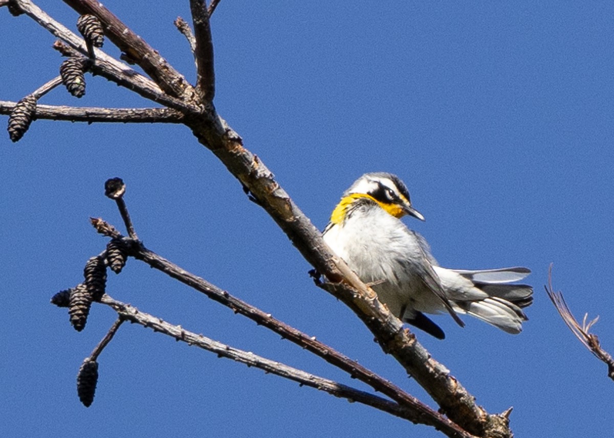 Yellow-throated Warbler - ML618318064