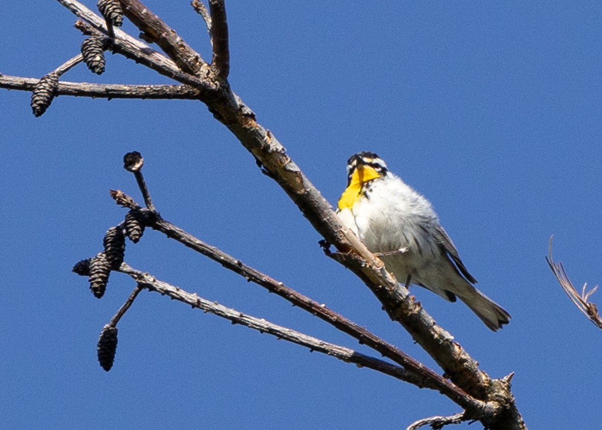 Yellow-throated Warbler - ML618318065