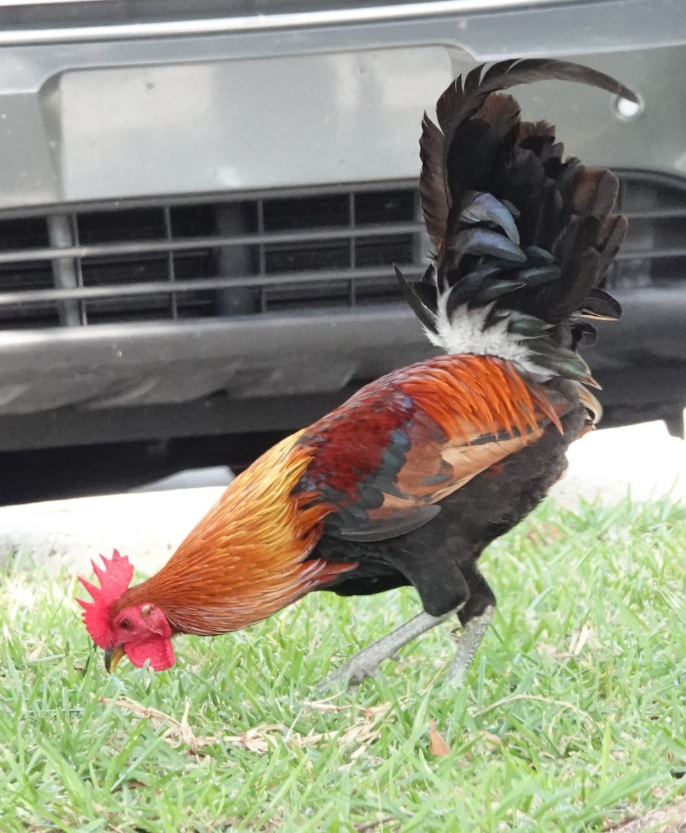 Red Junglefowl - ML618318070