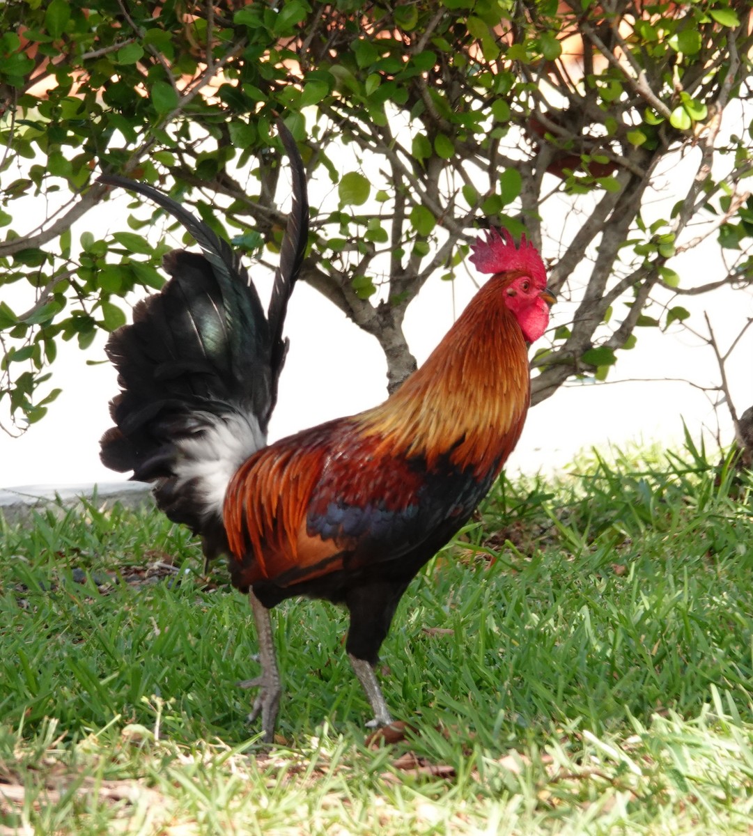 Red Junglefowl - ML618318071