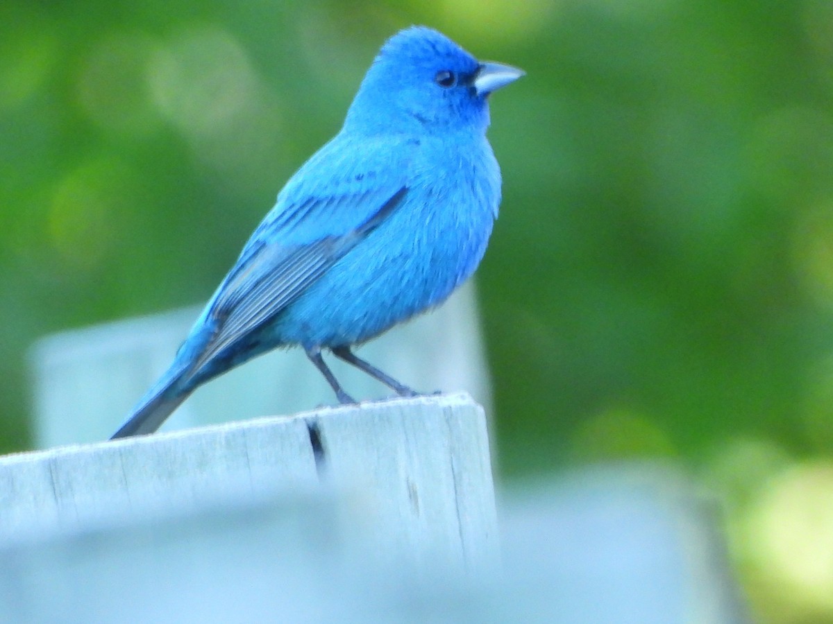 Indigo Bunting - ML618318086