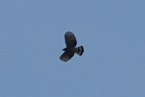 Hook-billed Kite - ML618318095