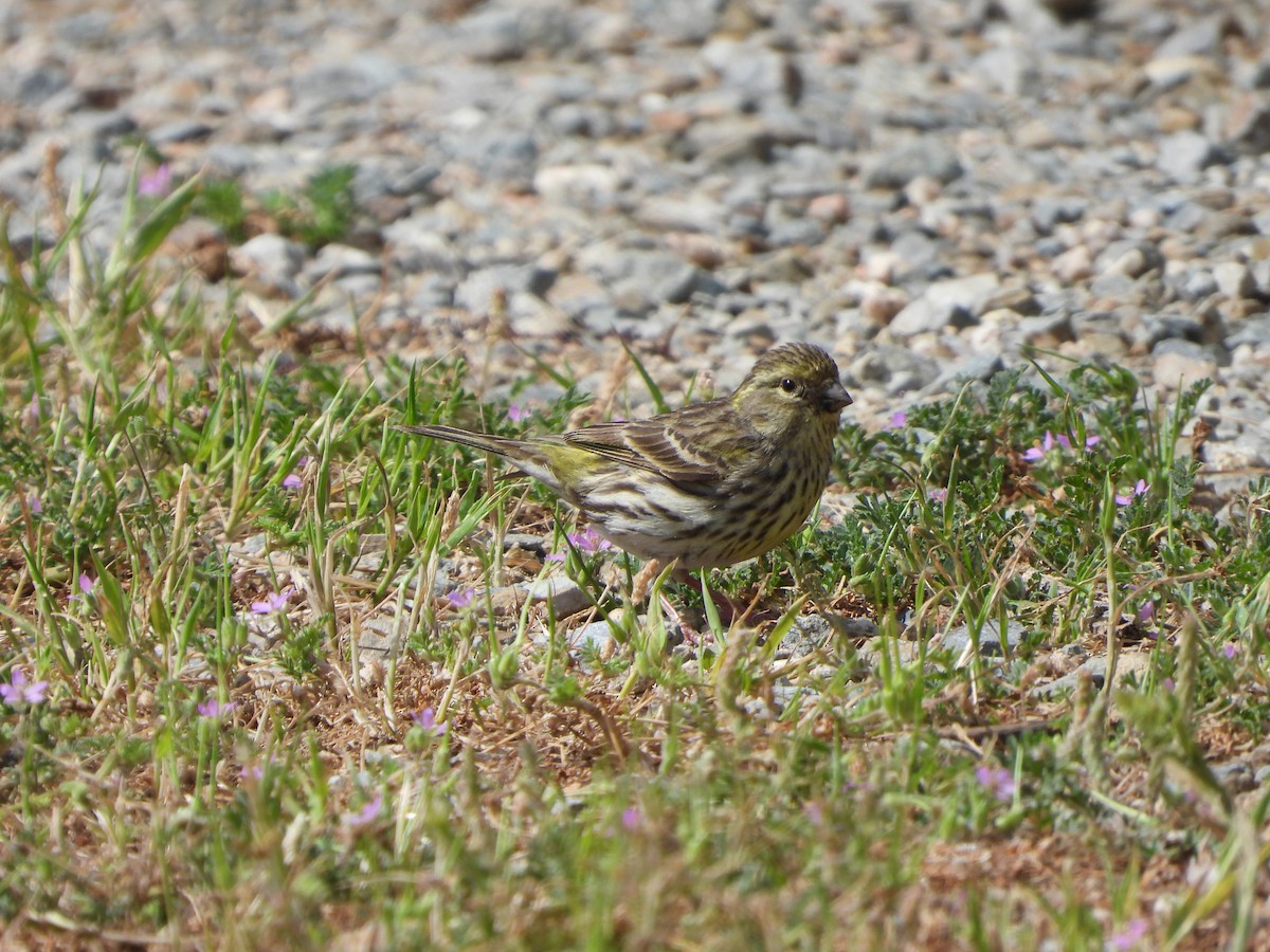 European Serin - ML618318096