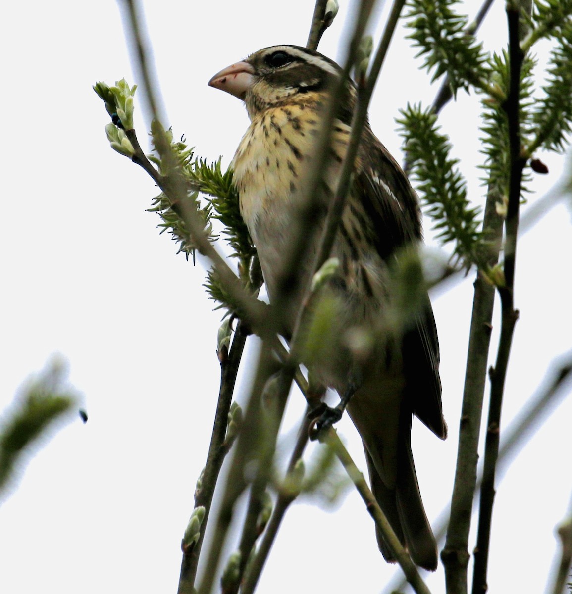 Rose-breasted Grosbeak - ML618318103