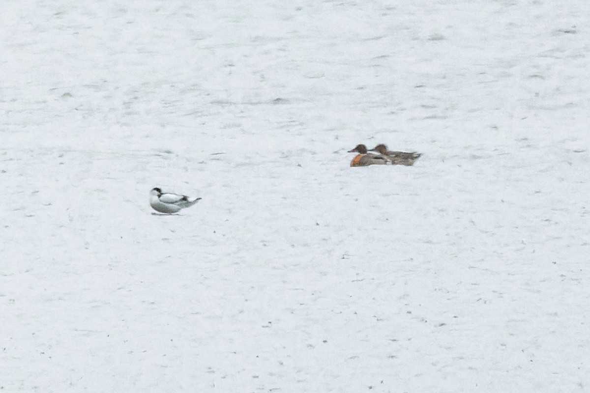 waterfowl sp. - Gabi Uhrova