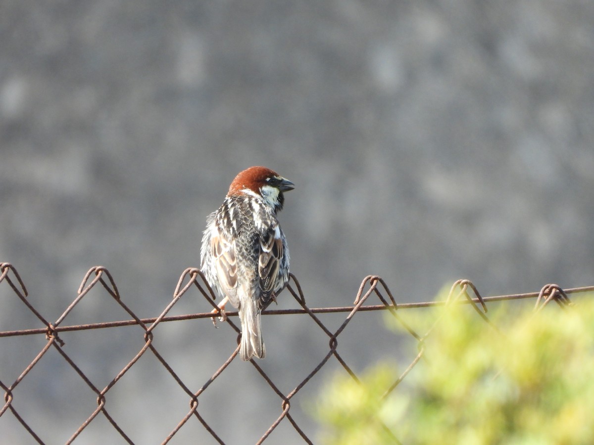 Spanish Sparrow - ML618318109