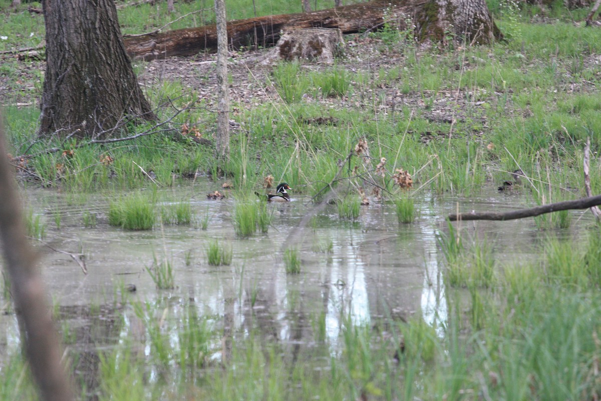 Wood Duck - Jake Kron