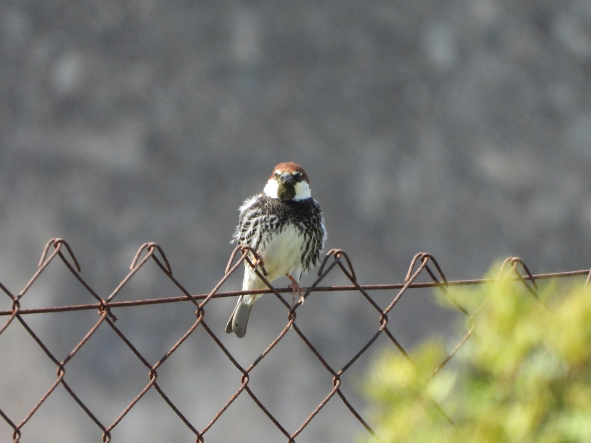 Spanish Sparrow - ML618318114