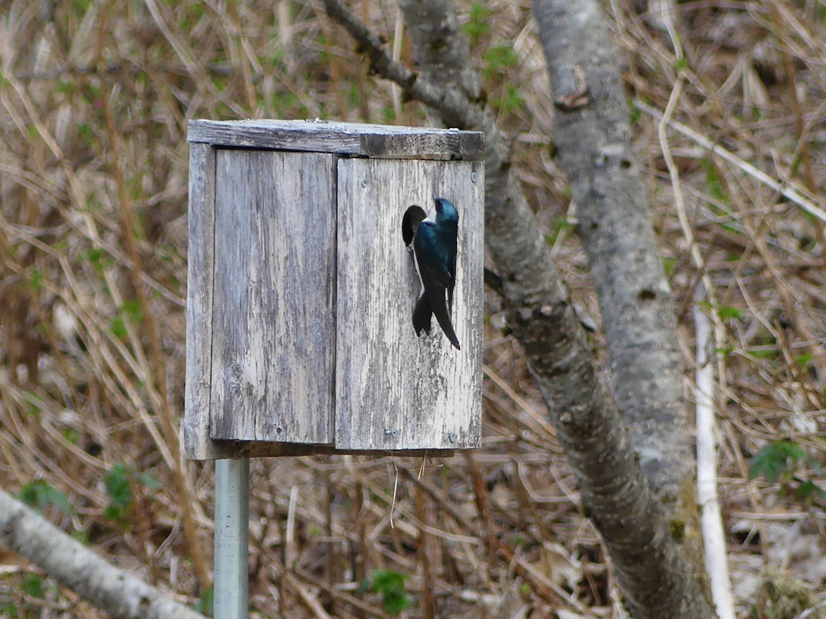 Tree Swallow - ML618318150