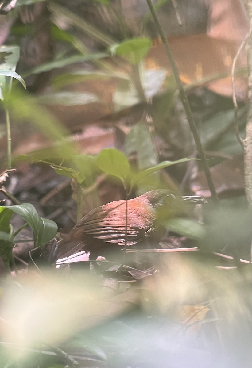 Chestnut-backed Antbird - Brenda Sánchez