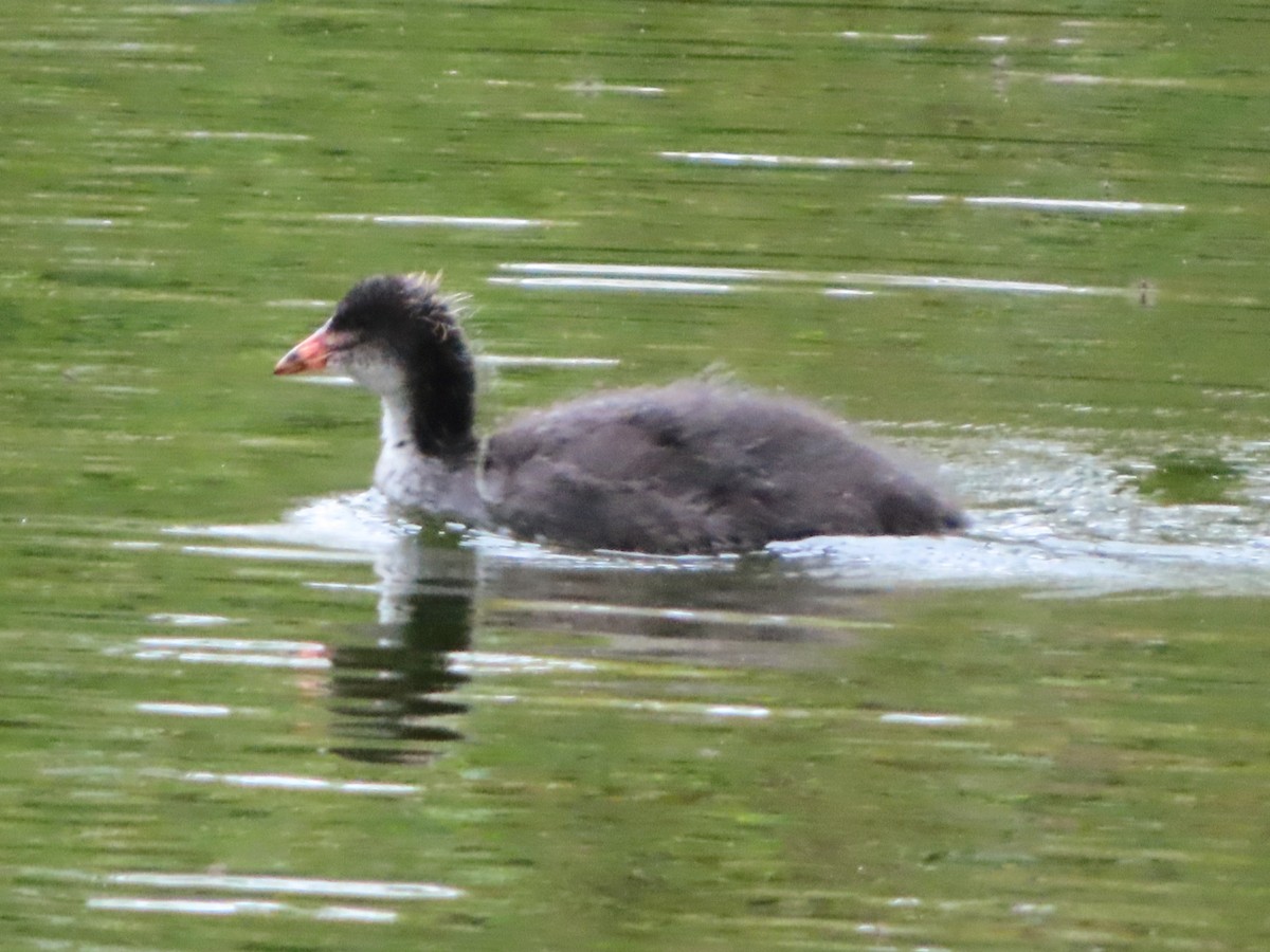 Eurasian Coot - Kseniia Marianna Prondzynska