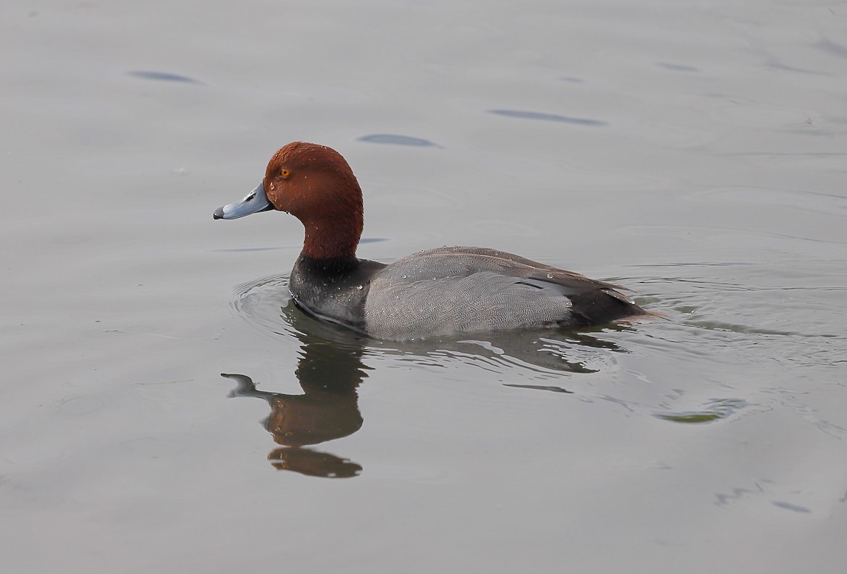 Redhead - ML618318258