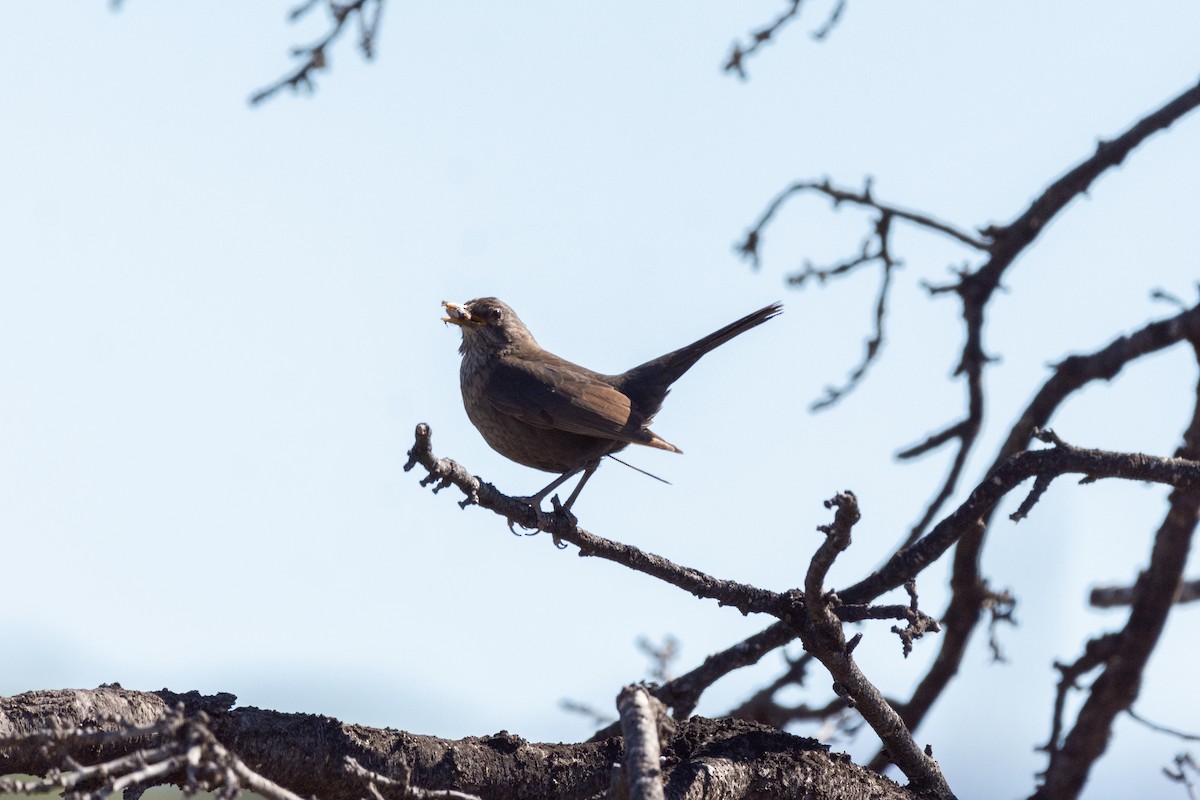 Eurasian Blackbird - ML618318260