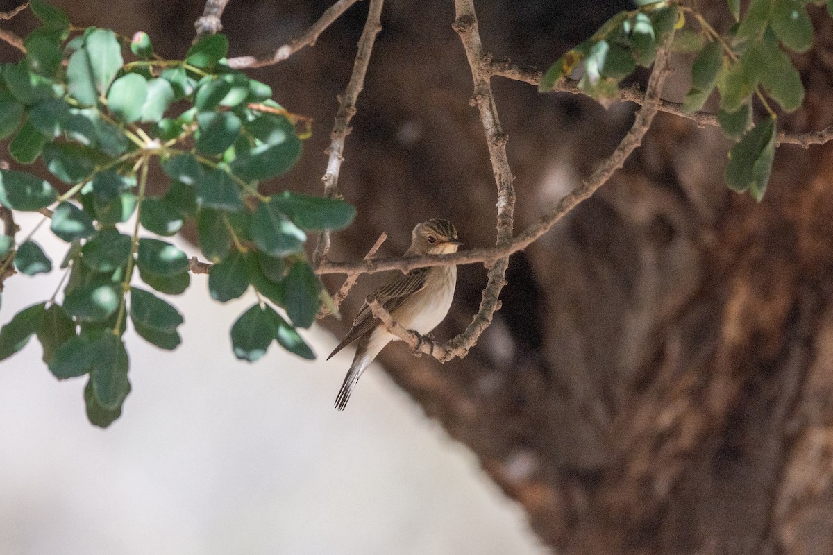 Spotted Flycatcher - ML618318272