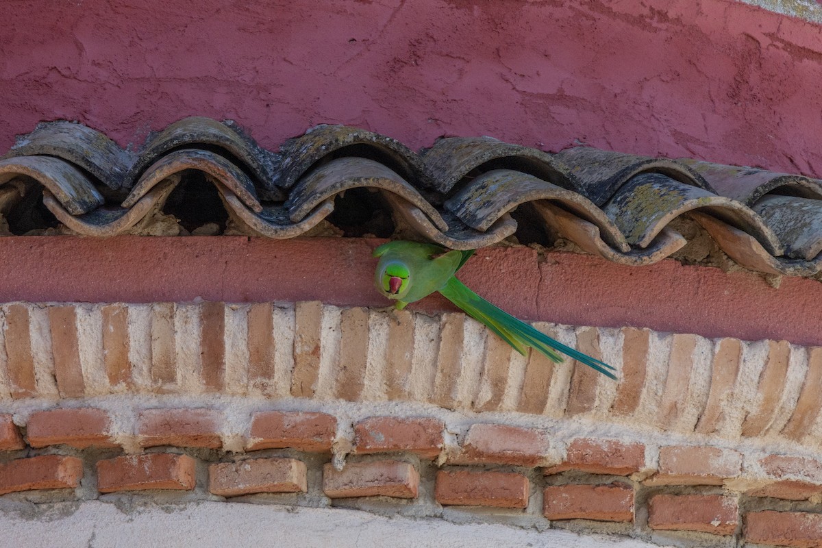 Rose-ringed Parakeet - ML618318277