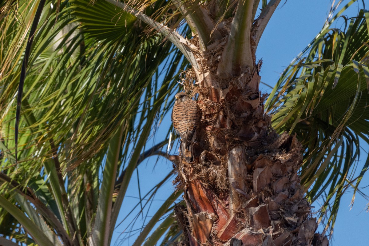 Eurasian Kestrel - ML618318304