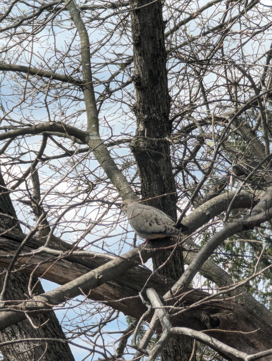 Mourning Dove - Karius Kiracofe